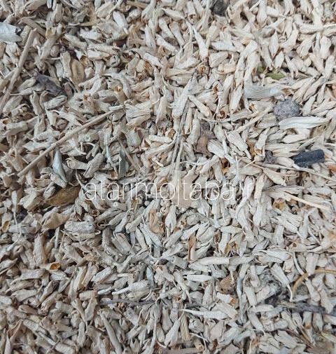 عکس شکوفه های سنجد