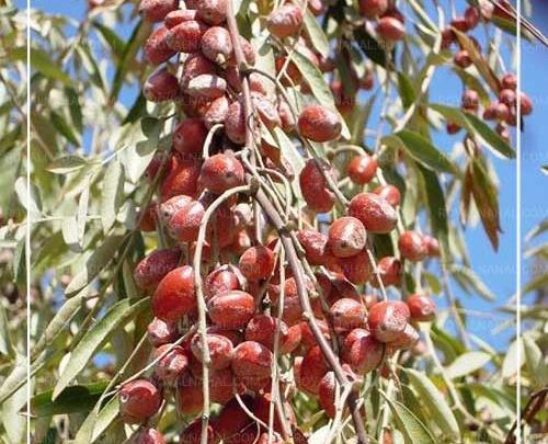 عکس شکوفه های سنجد