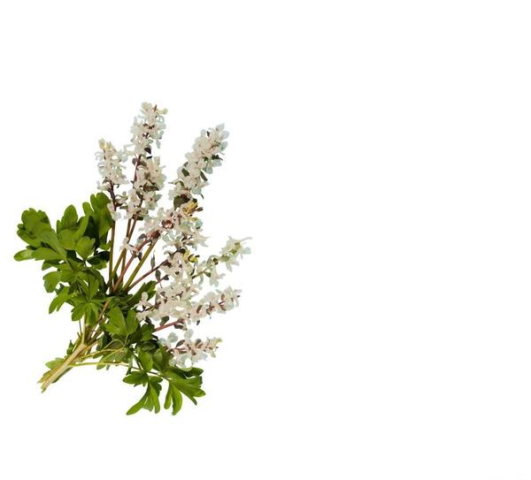 عکس شکوفه های سنجد