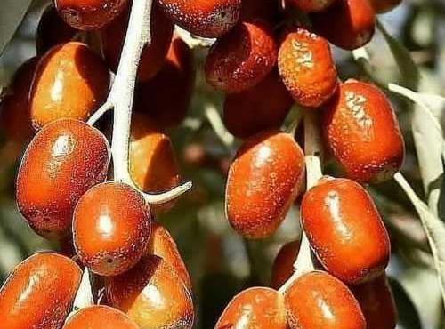 عکس شکوفه های سنجد