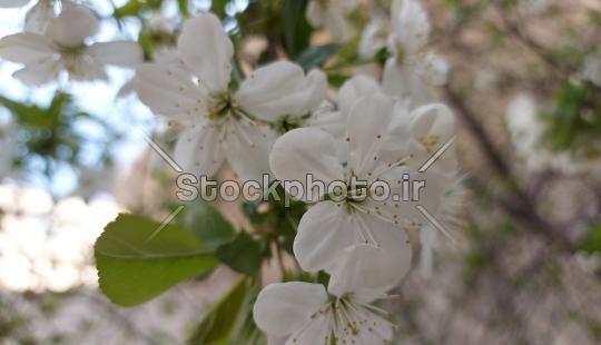 عکس گل شکوفه سفید