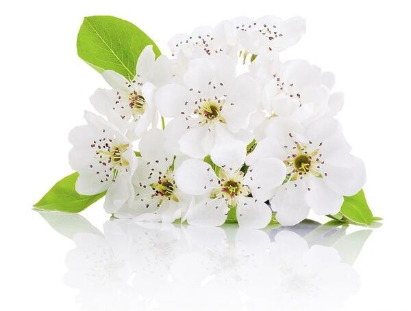 عکس گل شکوفه سفید