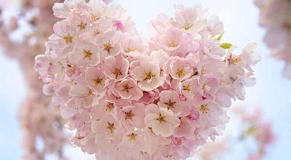 عکس گل شکوفه سفید