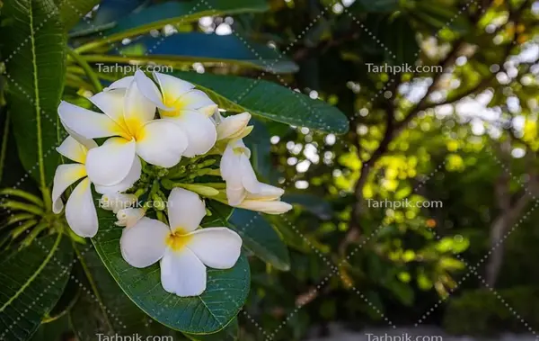 عکس گل شکوفه سفید