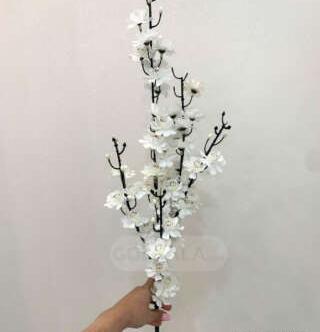 عکس شکوفه های سیب