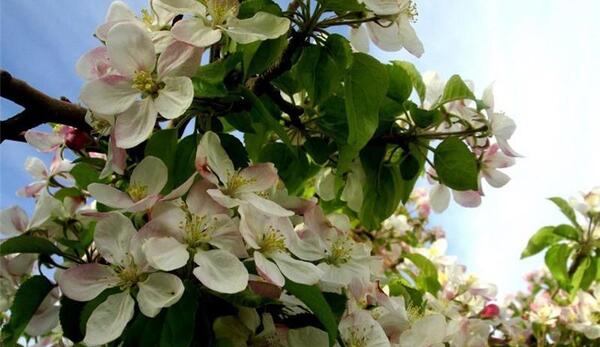 عکس شکوفه های سیب