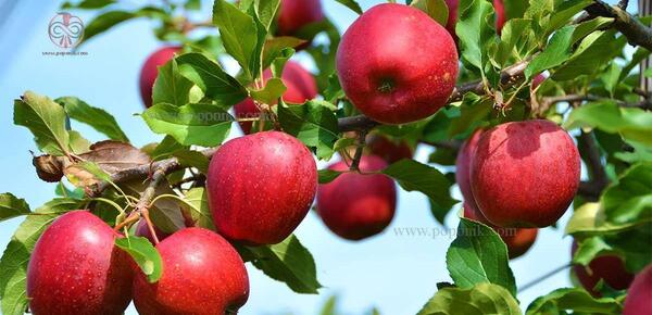 عکس شکوفه های سیب