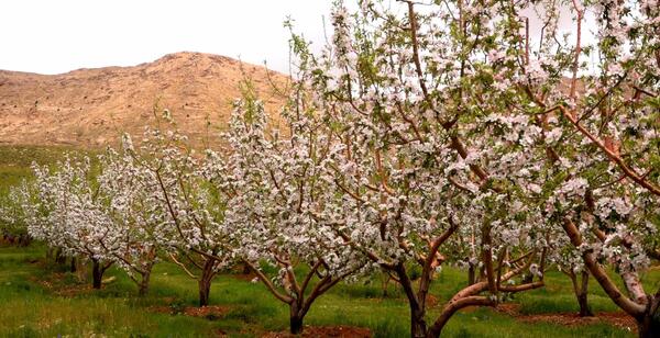 عکس شکوفه های سیب