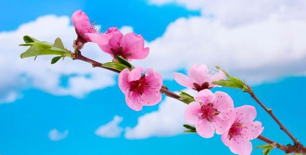 عکس شکوفه های سیب