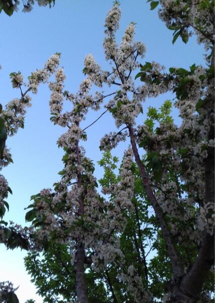 عکس شکوفه های سیب