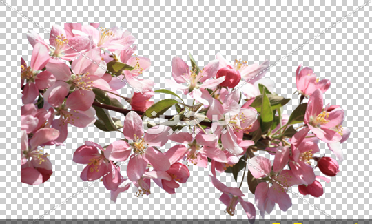 عکس شکوفه های سیب