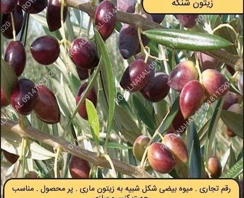 عکس شکوفه درخت زیتون