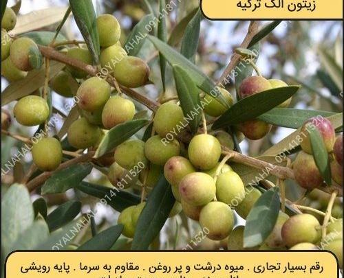 عکس شکوفه درخت زیتون