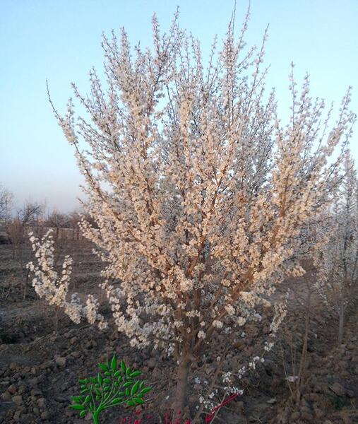 عکس شکوفه درخت زردالو