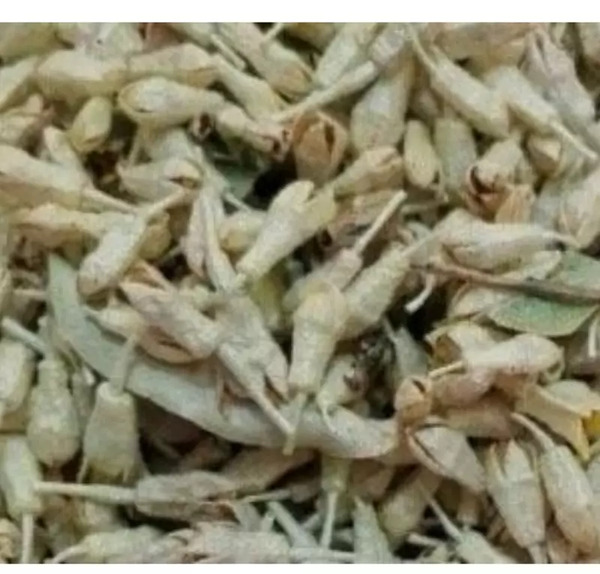 عکس شکوفه درخت سنجد