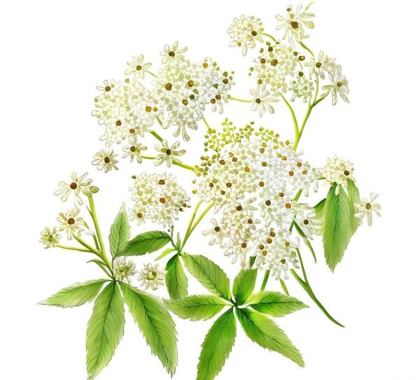 عکس شکوفه درخت سنجد