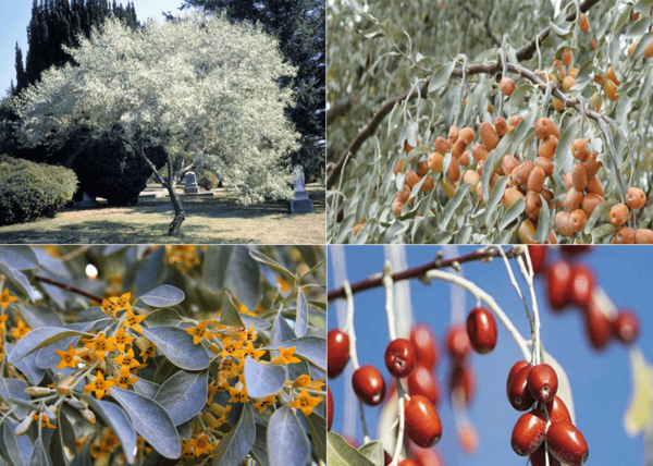 عکس شکوفه درخت سنجد