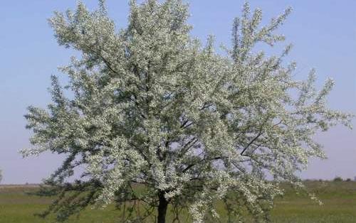 عکس شکوفه درخت سنجد