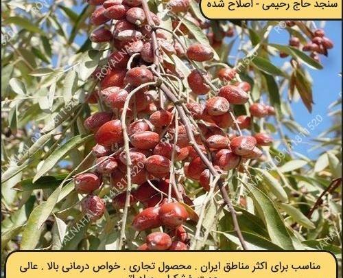 عکس شکوفه درخت سنجد