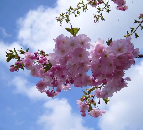 عکس شکوفه درخت عناب