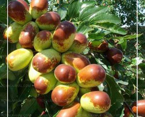 عکس شکوفه درخت عناب