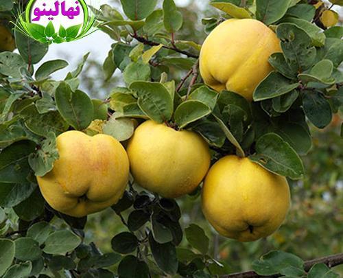 عکس شکوفه درخت عناب