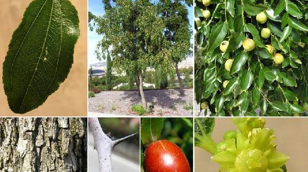 عکس شکوفه درخت عناب