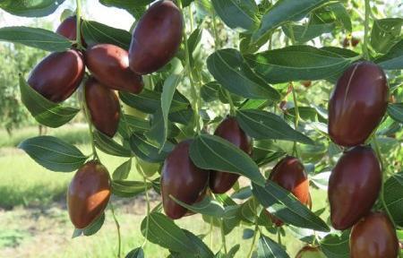 عکس شکوفه درخت عناب