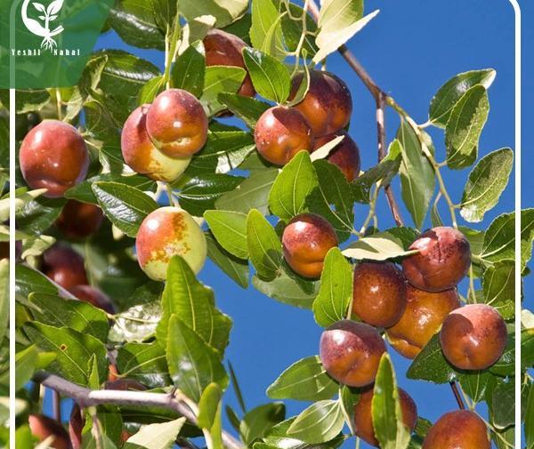 عکس شکوفه درخت عناب
