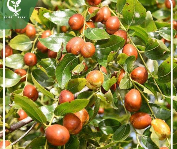 عکس شکوفه درخت عناب
