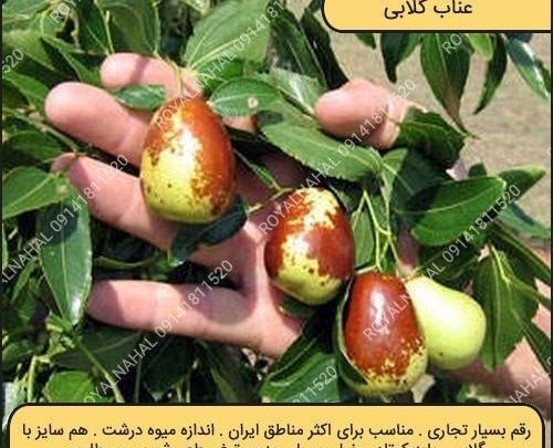عکس شکوفه درخت عناب