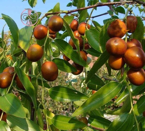 عکس شکوفه درخت عناب