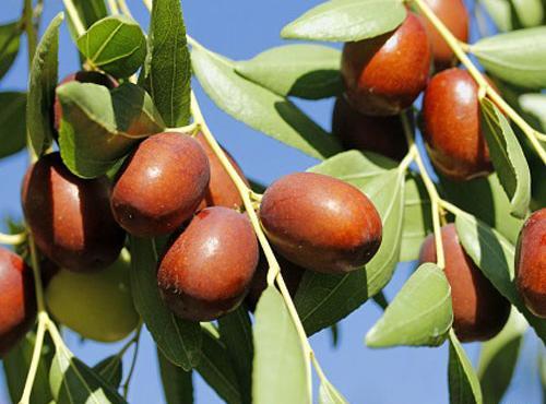 عکس شکوفه درخت عناب
