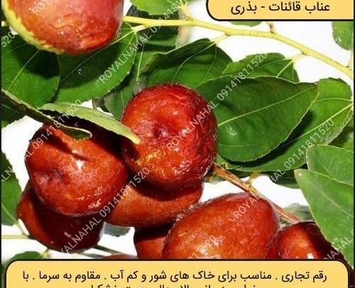 عکس شکوفه درخت عناب