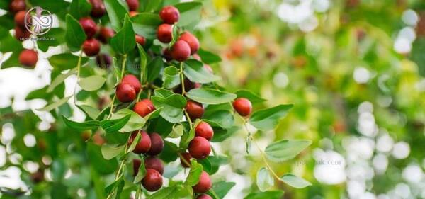 عکس شکوفه درخت عناب