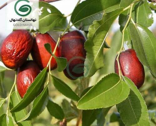 عکس شکوفه درخت عناب