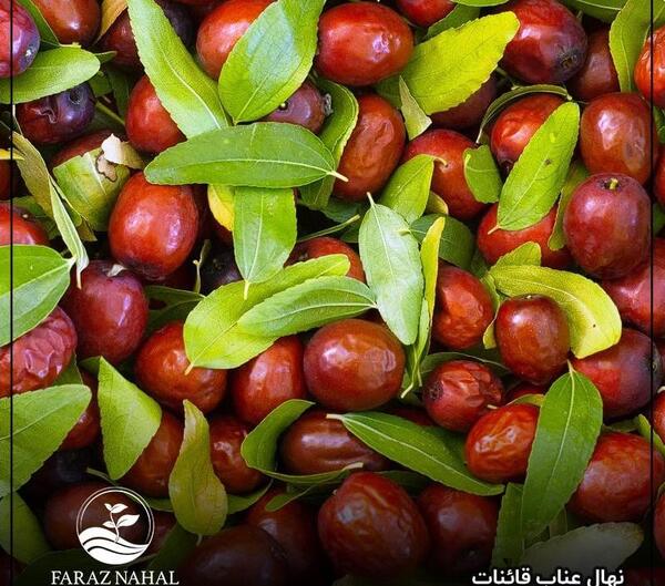 عکس شکوفه درخت عناب