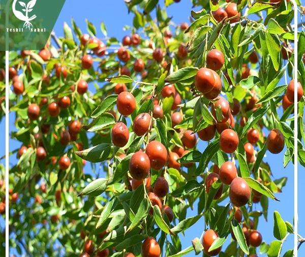عکس شکوفه درخت عناب