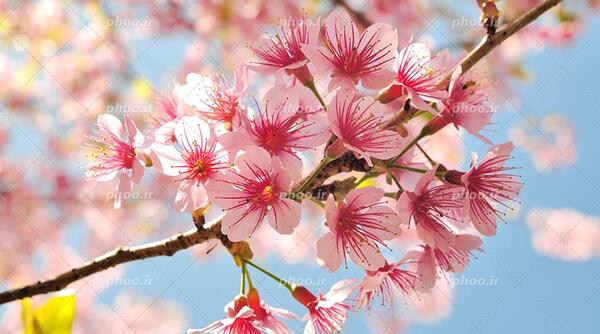 عکس زیبای شکوفه