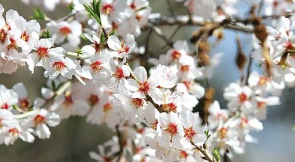 عکس شکوفه درختان در بهار