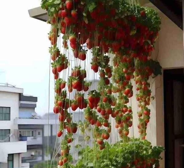 عکس شکوفه و علیرضا رمضانی