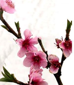 عکس شکوفه و علیرضا رمضانی
