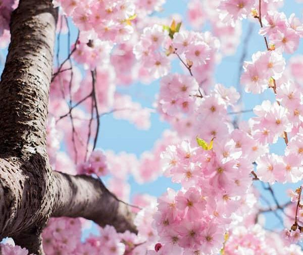 عکس شکوفه و علیرضا رمضانی