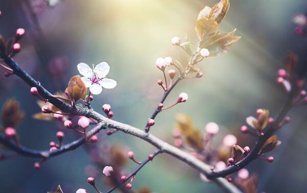 عکس شکوفه های ریز