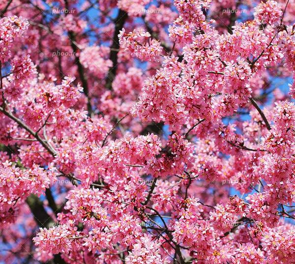 عکس شکوفه های ریز