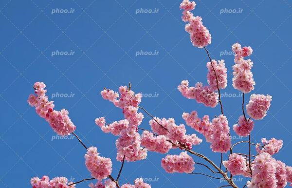 عکس شکوفه های ریز