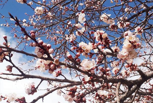عکس درختان شکوفه بهاری