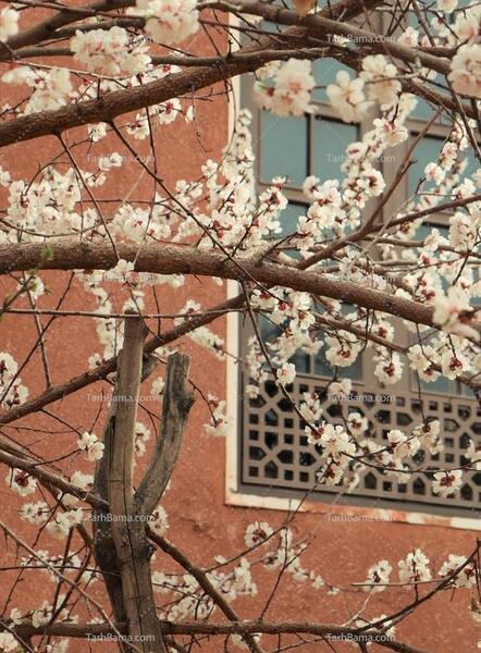 عکس درختان شکوفه بهاری