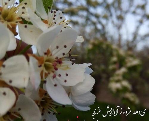 عکس درختان شکوفه بهاری