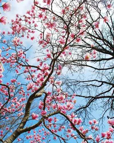 عکس از شکوفه درختان بهاری